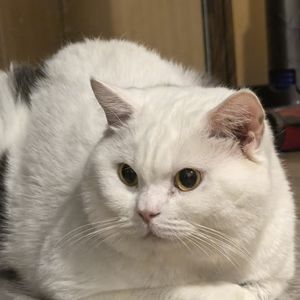 podcaster-avatar