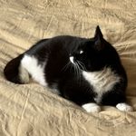 小猫的Gloria