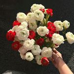 胖桃吃饱饱睡好好