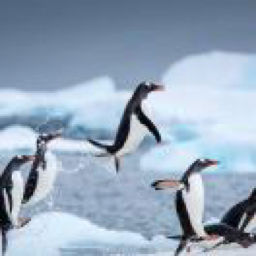 七七叭叭的个人播客