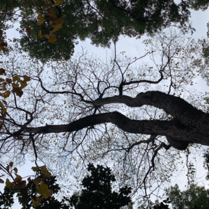 万物有灵 | 人与树，可以跨物种交流吗？