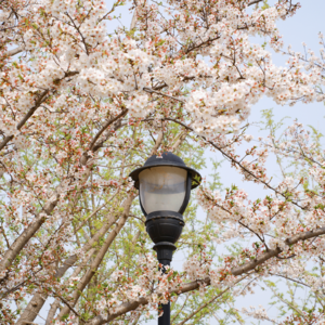 No.10 Spring丨日光浸透,春风至此