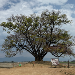 6.云南3月下旬旅行如何出片？西双版纳｜大理｜昆明