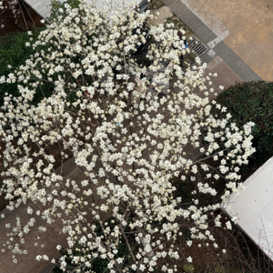 日更播客两周年啦！🎂 26.Mar.6