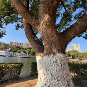 37. 新年目标是少动心脑多动手脚