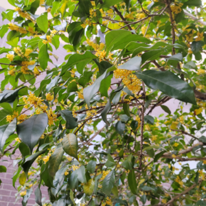 S1E38 你是不是也在等一个秋天的暂停键？