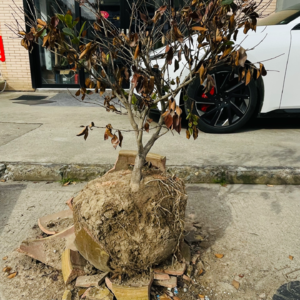 神曲21（净界·第18-20篇）