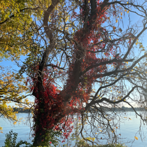 51:长大后依然可以惊慌失措,我们不必成为情绪稳定的大人 | 抑郁的力量