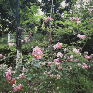 VOL98.往往相爱的人爱闹意见，反而是不相干的人能互相容忍。