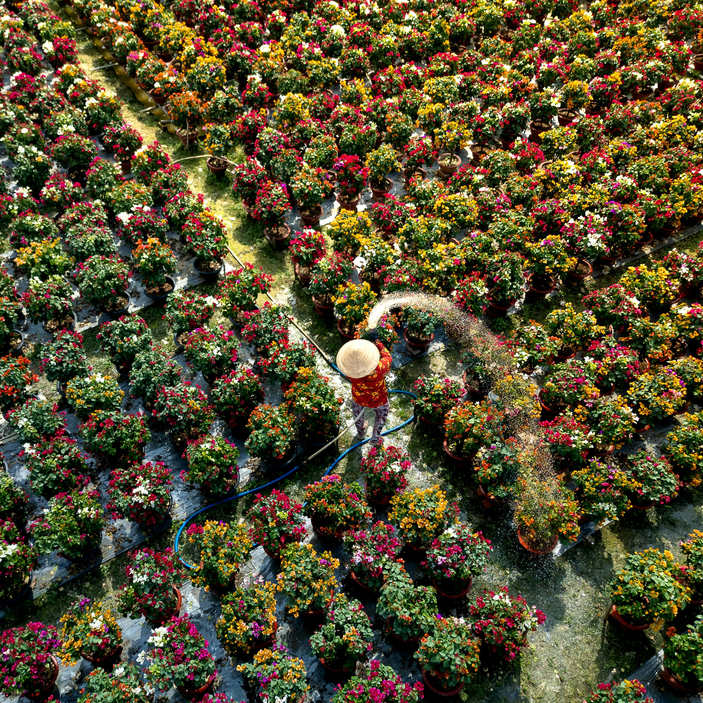 AMA丨许愿与诅咒的效果？阴差阳错影响感情？借东西即借运？外应的原理？……