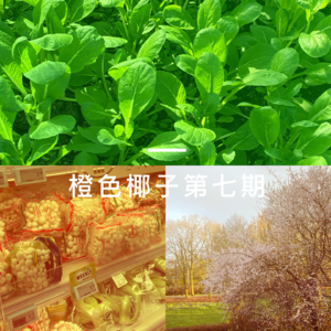 橙色椰子第7期:法学毕业去(荷兰)卖菜,一个月后人还好吗