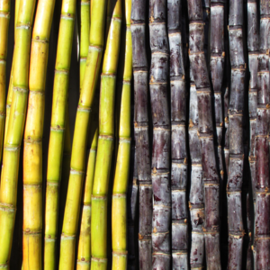 Vol13.六一特辑 「吃读食」以食物认识历史：一粒砂糖串起的世界