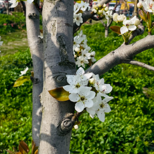 神曲23（净界·第23-24篇）