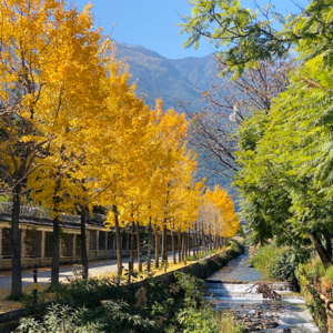 歌不鸽 | 用13首歌告别2025年