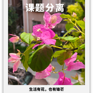 EP.17 课题分离｜既有等一朵花开的温柔，也有寸步不让的锋芒