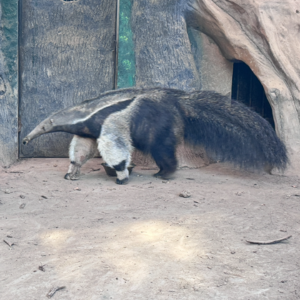 126. 看鸟，看猴，看大食蚁兽，看过马路的野生动物