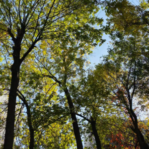 053. 为什么我们应该赞美闲暇：在生活的缝隙中长出新的可能