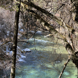 林中空地 die Lichtung
