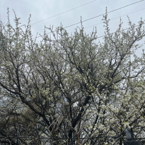 97 把自己当公司管：越努力越迷茫？减少内耗，找准方向（上）