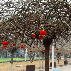 Ep02：过年回家变奏曲