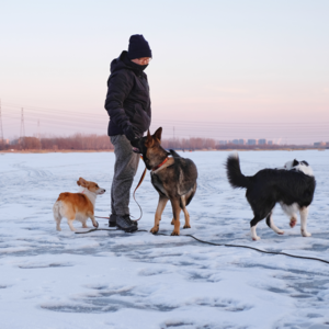 狗和你，谁把谁PUA了？探究人犬关系 | 毛朋友电台02 