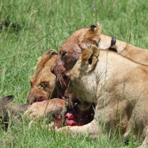 VOL48：「入非Day6-7」亲眼在马赛马拉看狮子开饭有多上头？（附肯尼亚酒店测评）