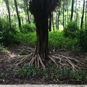 02.冥想练习|接地/着陆🌳缓解焦虑与资源连接
