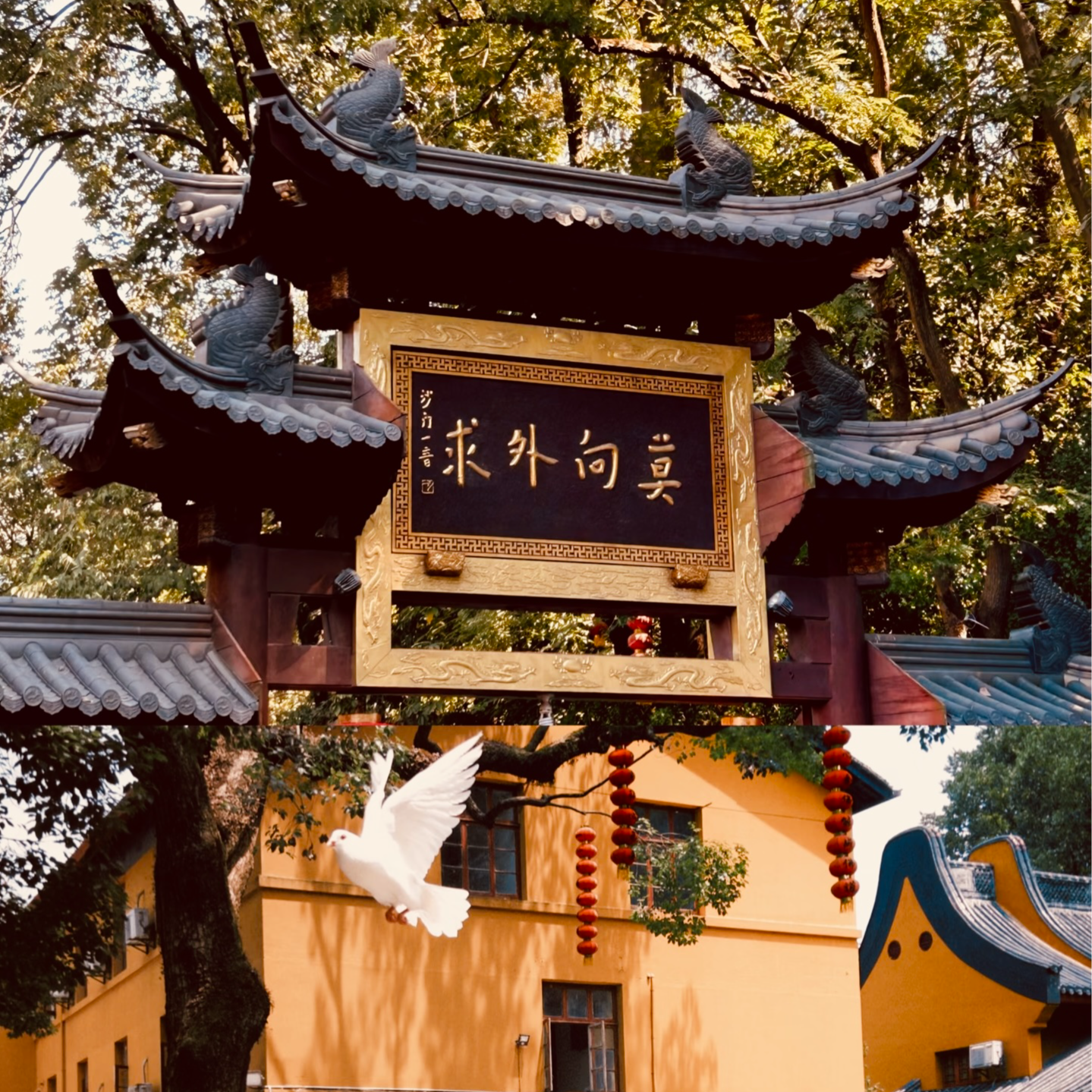 佛教原来那么有趣--求或不求？向外求或者向内求？六祖慧能说：其实我们本自具足 episode artwork