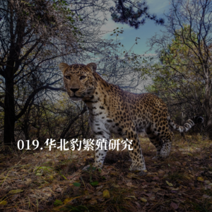 019.揭秘华北豹的“带娃日记”：8年野外监测背后的故事