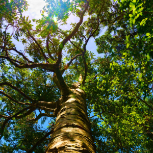 《我与地坛》 (上)：牵牛花初开的时节，葬礼的号角就已吹响
