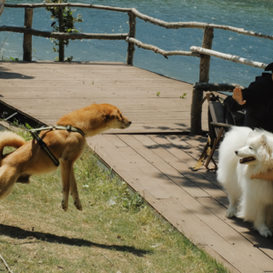 行业门槛低,人人都能做训犬师?面对狗有行为问题时,主人该作何选择? | 毛朋友电波 25