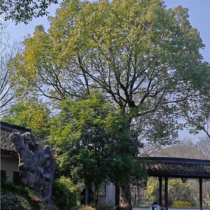 008|当一棵树,它选择撑起一片天空时