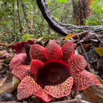 Vol.60 野花总比家花香之 旅行中的植物（和鸟）