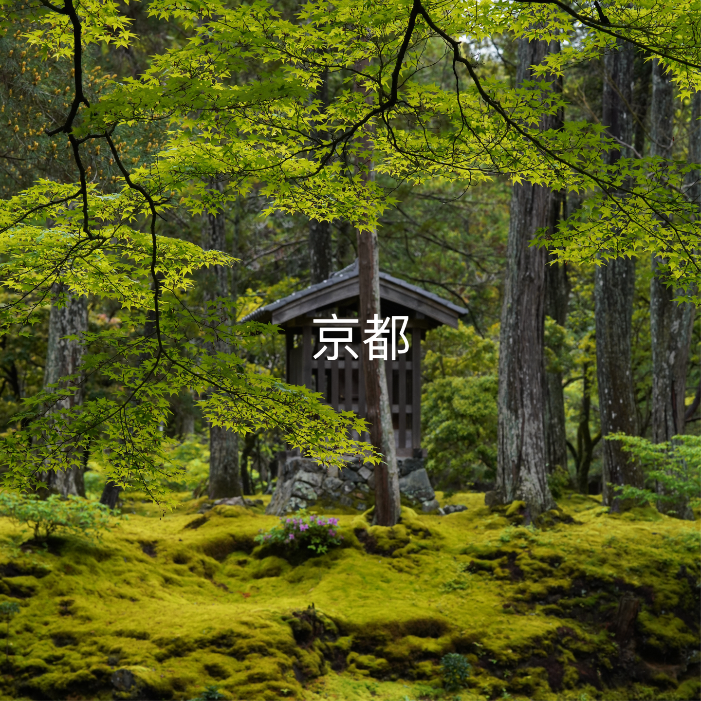 cover of episode 155 【旅行特辑】去京都乱走的4天