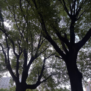 VOL.6 | 你在职场发疯，我去树下坐坐