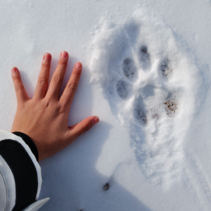 E36.珲春观鸟：与东北虎擦肩而过，和帝王蟹白头偕老