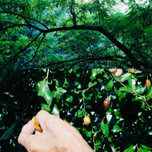 01 在混乱中夺回主体性：从爱丽丝到斯嘉丽