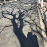 海棠棠棠