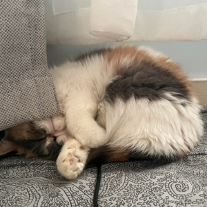 EP64 老中中女，不会休息