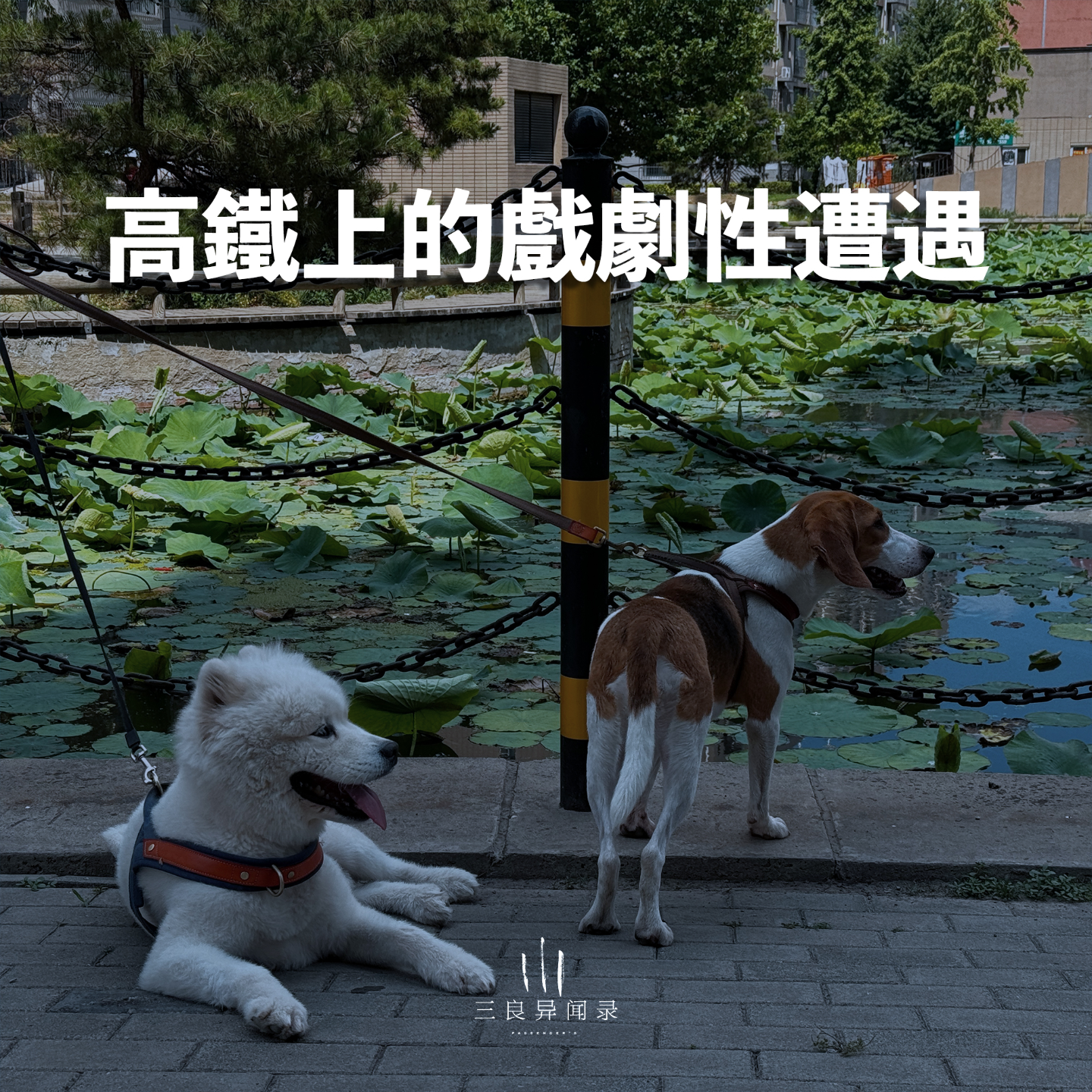 【三良日常】高铁上经历的戏剧性遭遇 episode artwork