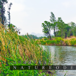 江河涌涌·芦苇荡思