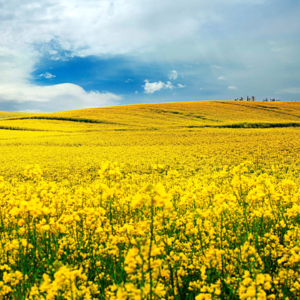 【三月】油菜花黄人发疯 - TML法国2025+其他