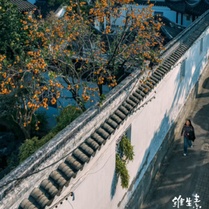 骑水鸟的维生素 他镜头下的苏州 你肯定看过