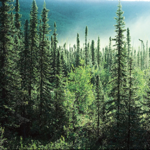 10. 碳普惠——让环保有利可图！