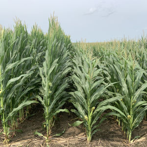 65度的个人播客