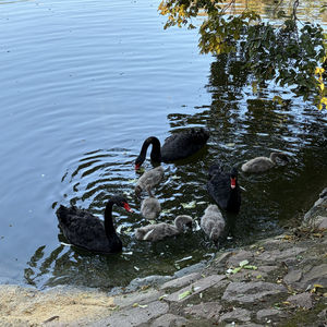 关于《李诞脱口秀工作手册》的一些无边无际的思考