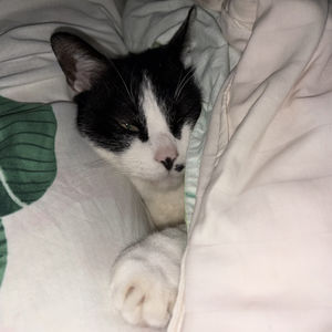 F‘s sxxk spoken En