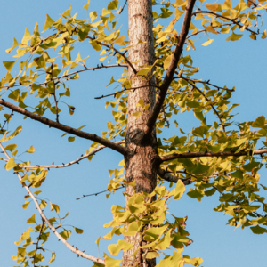 Vol.5 11.4 涤除玄鉴 重开门#新取环戒