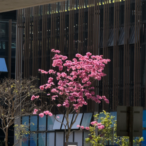 036. | 生活麻辣烫:朋友之光,午休呼吸,AI协助,自在成长