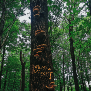 #22-💤好梦歌单 | 森林之梦🌲